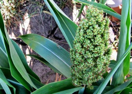 Corn's Medicinal properties
