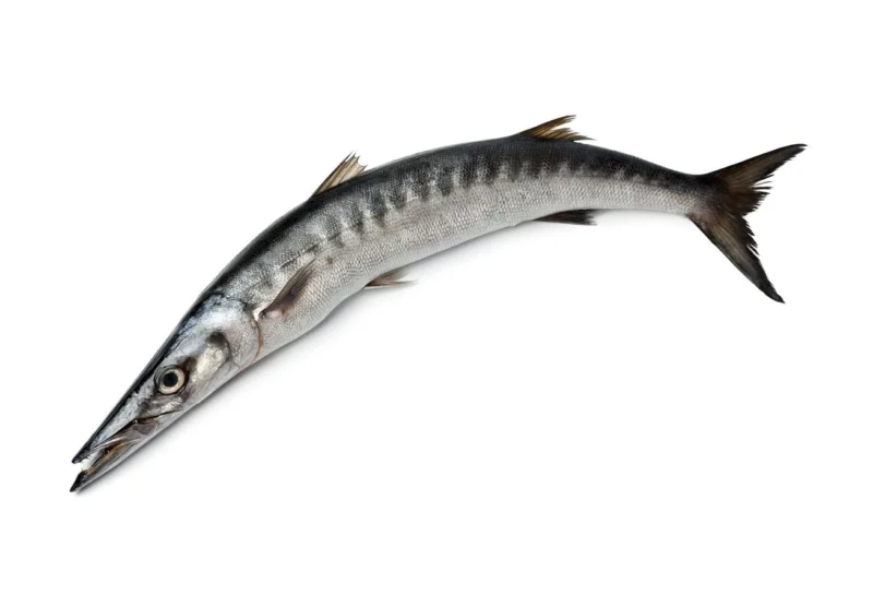 Barracuda fish