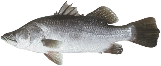Barramundi fish