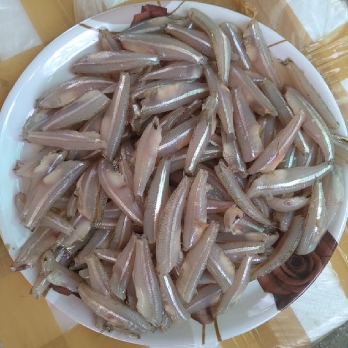 Fish Names