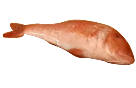 Fish Names
