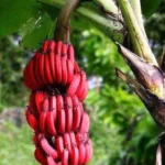 Red Banana
