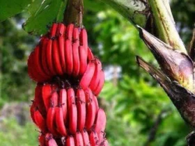 Red Banana
