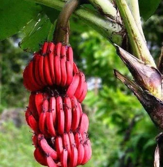 Red Banana