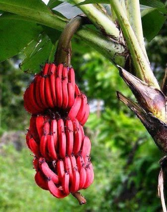 Red Banana