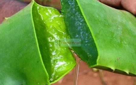 Aloe Vera